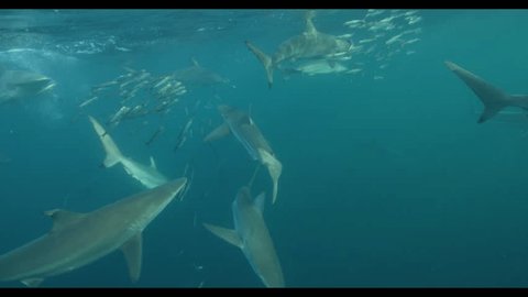 # Dive into the Deep: 4 Thrilling Sea Adventures f...