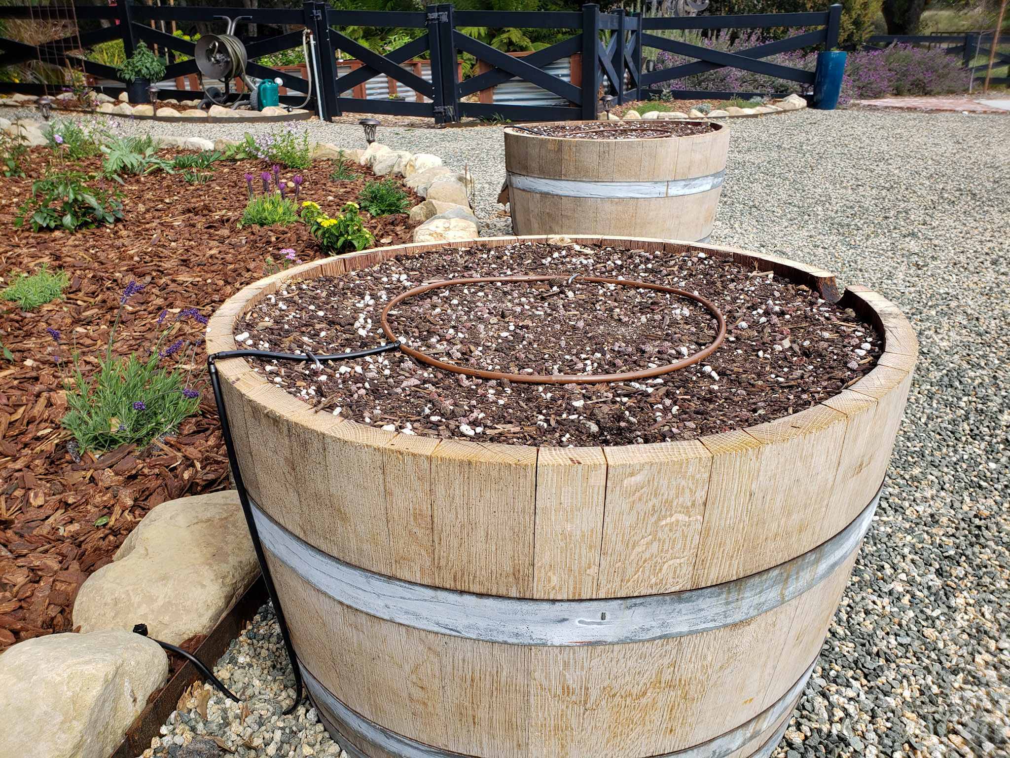 Close-up of drip irrigation line watering vegetable plants