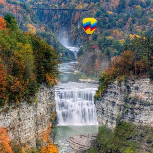 White Tail Deer in the woods at Letchworth State Park