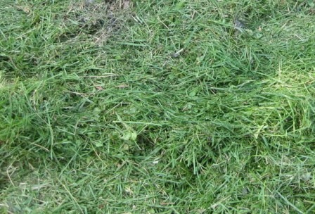 Various compost ingredients: comfrey, seaweed, clay, biochar