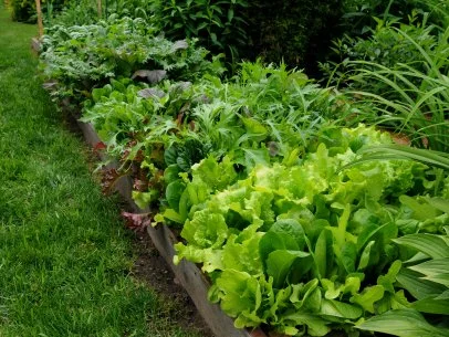 From Seed to Supper: Growing a Rainbow of Salad...