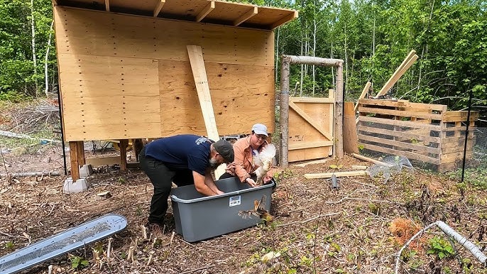 Adding the roof rafters