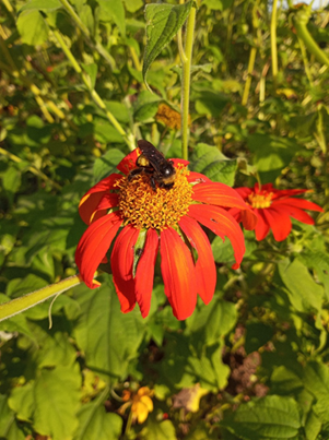 Beyond Bouquets: Creating a Purposeful Pollinator...