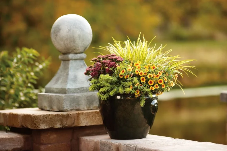 Fall container garden featuring sedums.