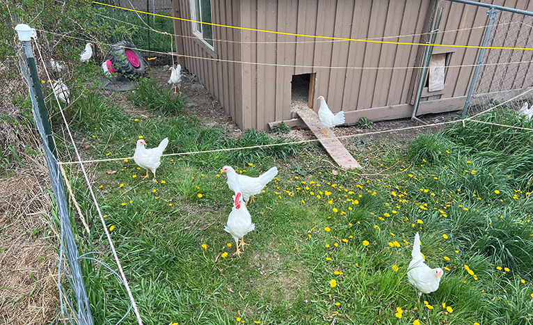 A close-up photo of a footbath with disinfectant solution outside a chicken coop.