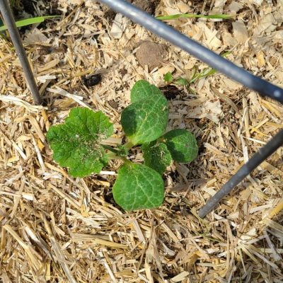 Grow Greens Year-Round: Vertical Gardening for...