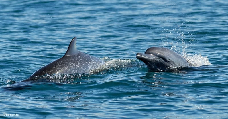 Dolphins swimming freely in the ocean, taken from a respectful distance