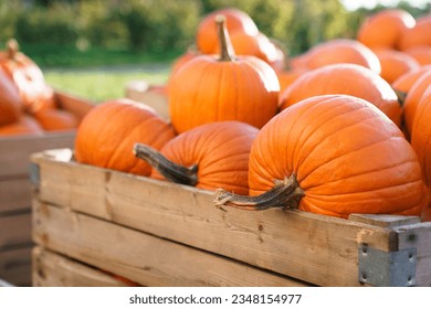 Pumpkins wooden boxes autumn harvest