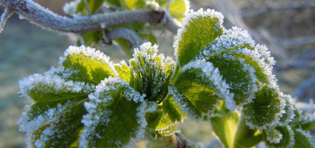 repair garden after spring frost-1