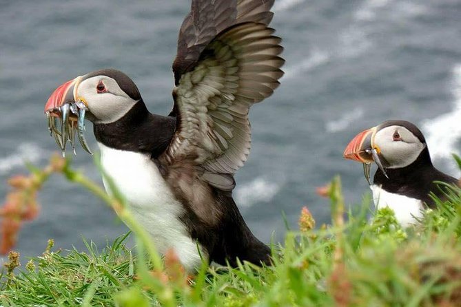 Faroe Islands birdwatching tour