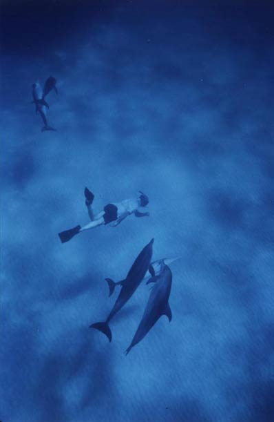 Marine researchers in Bimini carefully record data about dolphin vocalizations using specialized equipment, with the clear turquoise ocean visible in the background.
