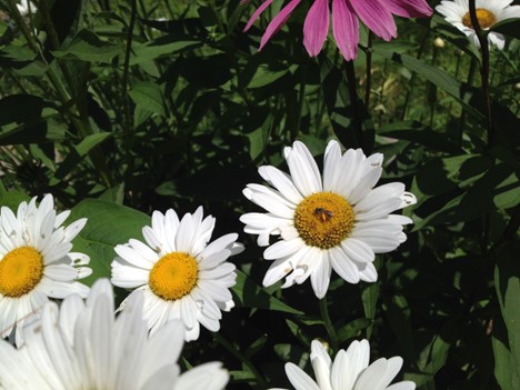 Diverse wildflower garden for pollinators