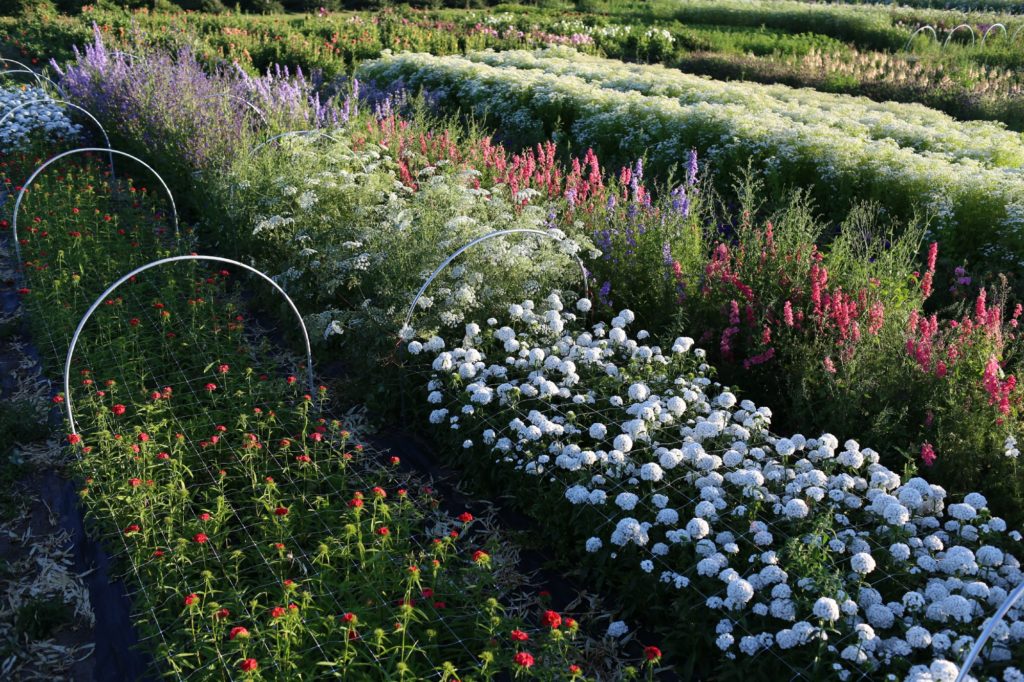 Reimagine Your Homestead: Permaculture Tweaks f...