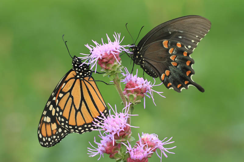 Close-up of a group of butterflies on a purple coneflower