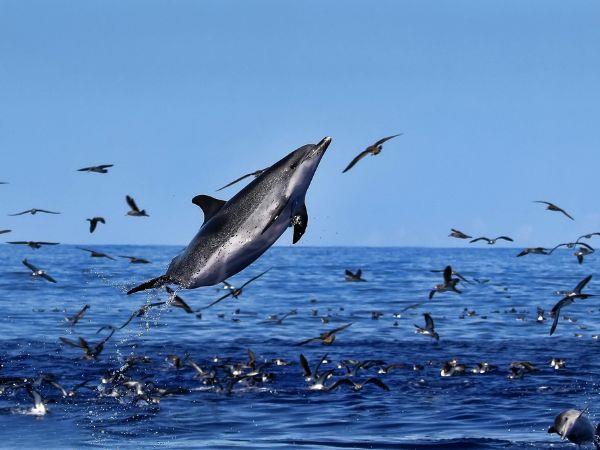 Traveler rappelling down a waterfall in Ribeira dos Caldeirões Natural Park