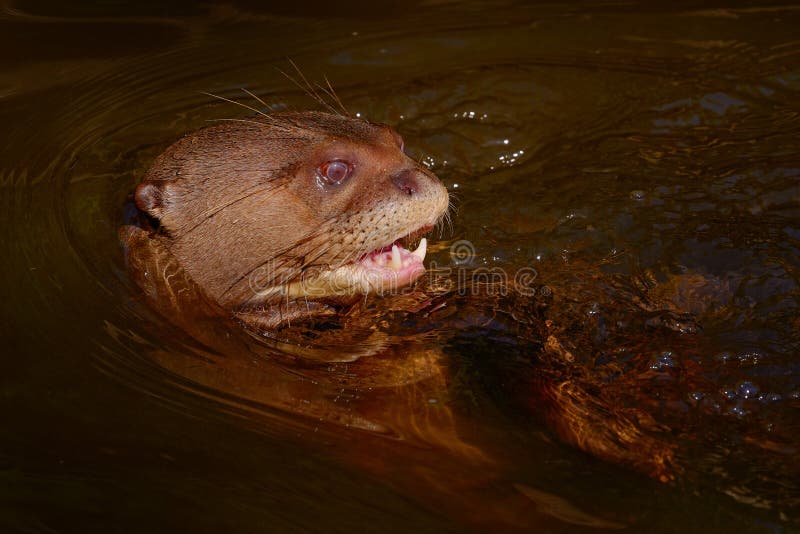 Giant River Otters playing in the Rio Negro