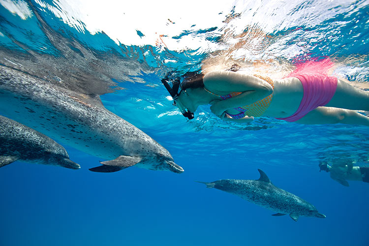 Spotted Dolphins Bimini