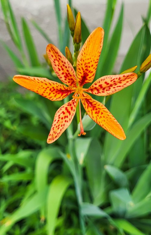 Beyond the Garden Bed: 5 Unexpected Ways to Att...