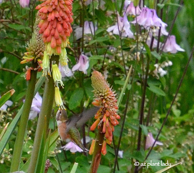 Attract Hummingbirds: 5 Native Plants for a Buz...