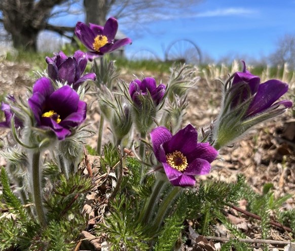 Perennials such as this pasque flower Pulsatilla vulgaris easily emerge through a layer of leaves. Photo by Kate Garland 1