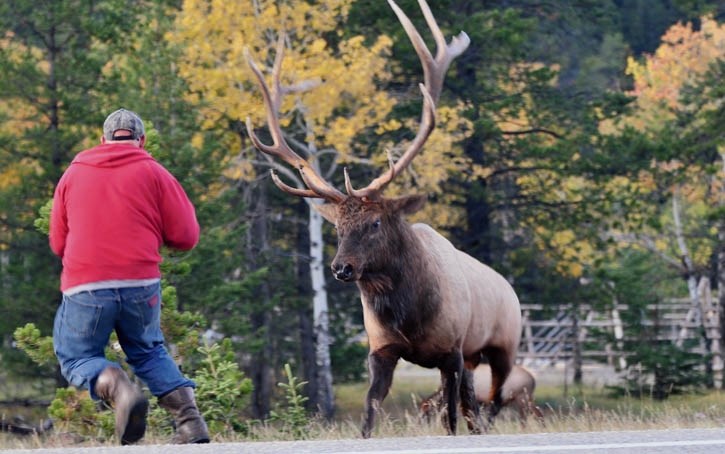 Two massive bull elk clashing antlers during rutting season in Banff, photographed with a telephoto lens to maintain distance.