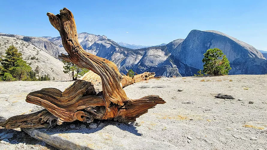 Image of Yosemite trail with snow capped mountain in the background.