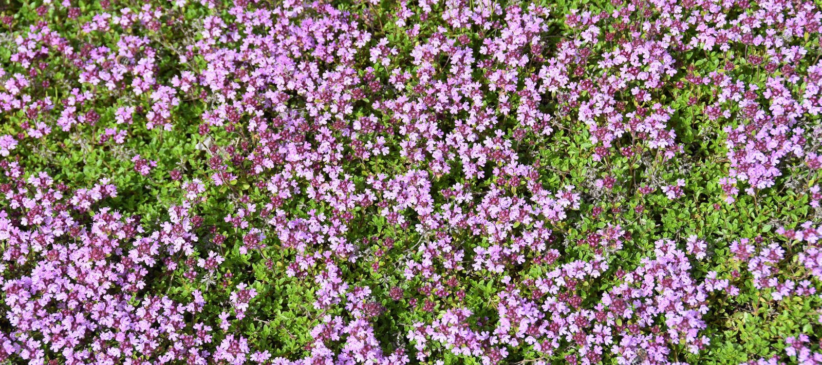 collage of different edible groundcovers