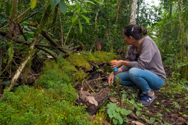 Ceviche de canchalagua