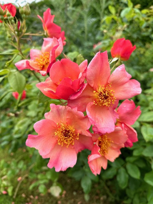 Blooming Bounty: Create a Charming Edible Flowe...