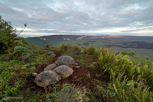 Eco-lodge near Puerto Villamil