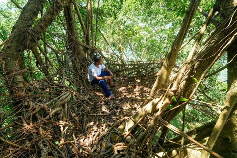 Exterior Epiphytes Growth