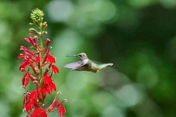 Collage native plants attractive hummingbirds regional