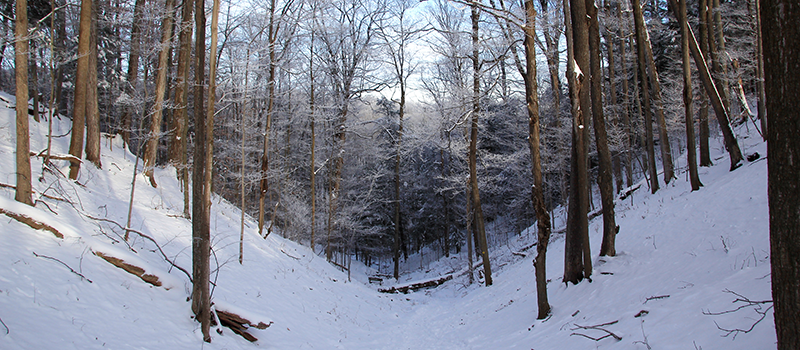 family walking lantern walk forest snow
