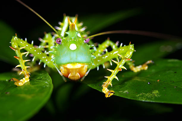 Macro photography of a rainforest insect