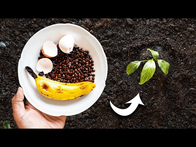 gardener burying banana peels plant roots
