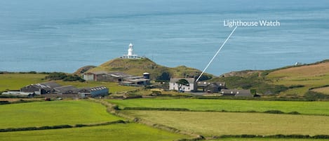 Close-up shots of puffins with sand eels