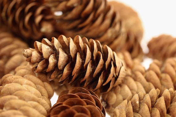 Burlap ribbon tied into a loose bow, demonstrating the creation of a rustic accent for the wreath.