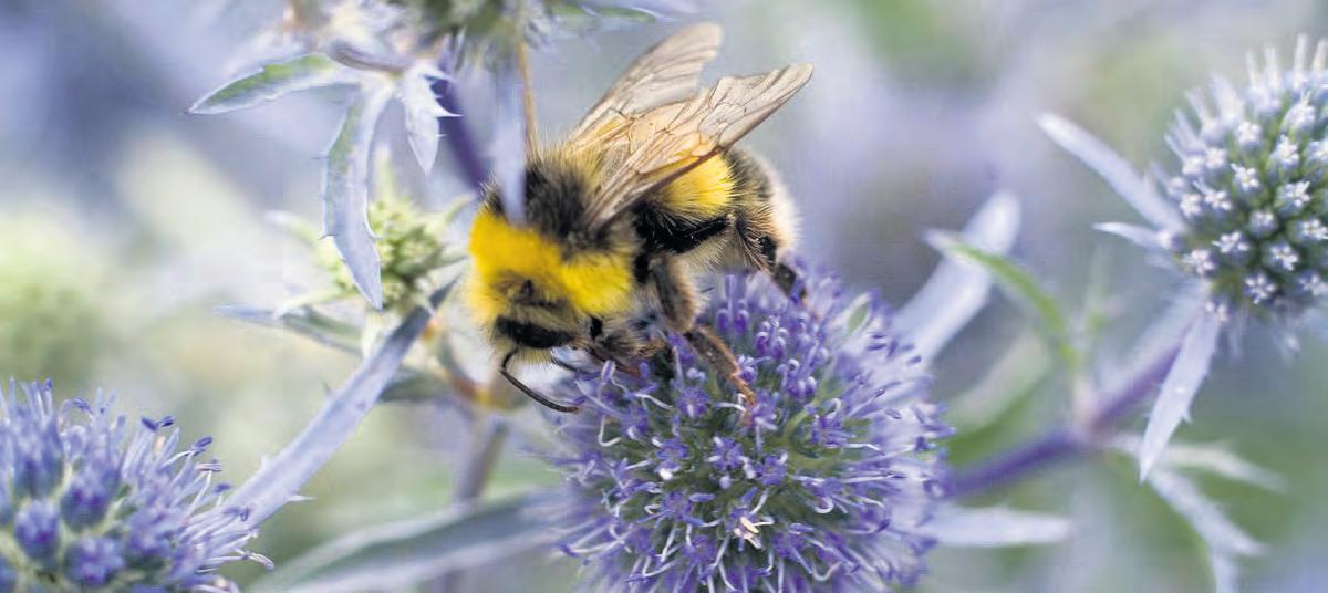 Buzzworthy Blooms: Inviting Pollinators to Your...