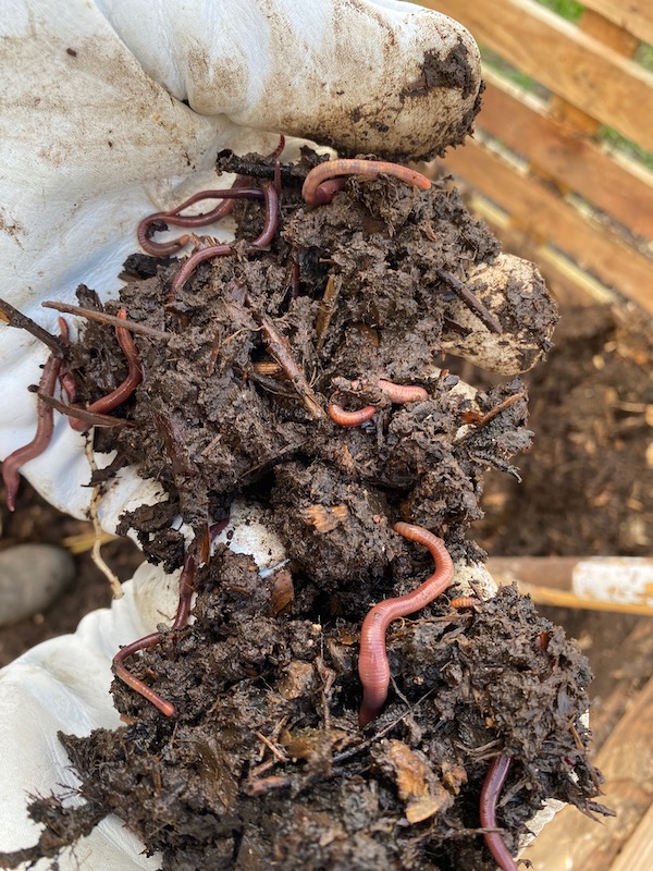 hands sorting vermicompost red wigglers