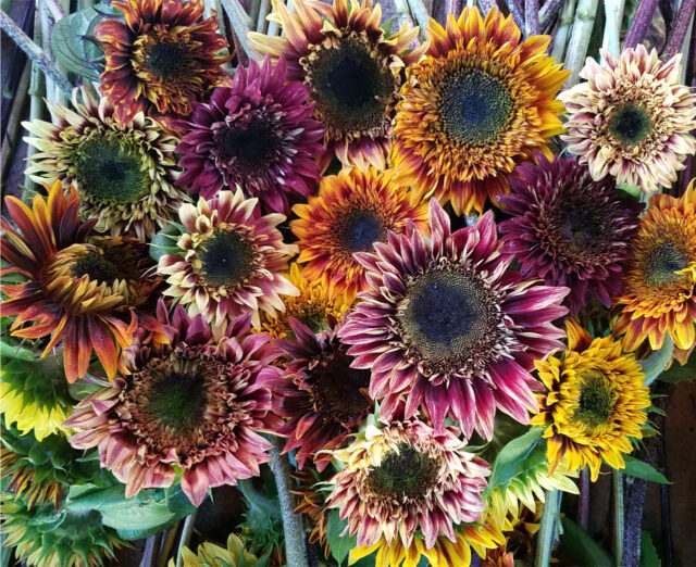 Goodbye Lawn, Hello Meadow: Wildflower Gardenin...