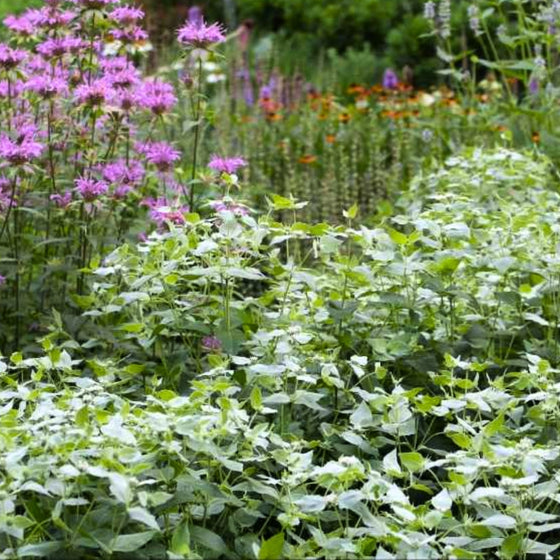 7 Easy Ways to Make Your Garden More Pollinator...