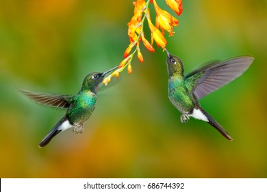 A close-up shot of a vibrant green and blue Poison Dart Frog perched on a leaf, showcasing the unique biodiversity and stunning wildlife of the Mindo cloud forest in Ecuador.