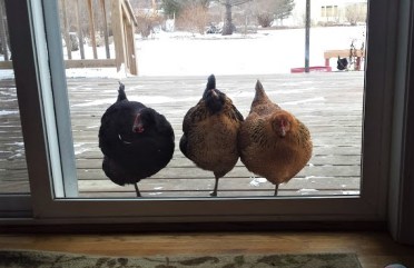 Chickens scratching through deep litter compost