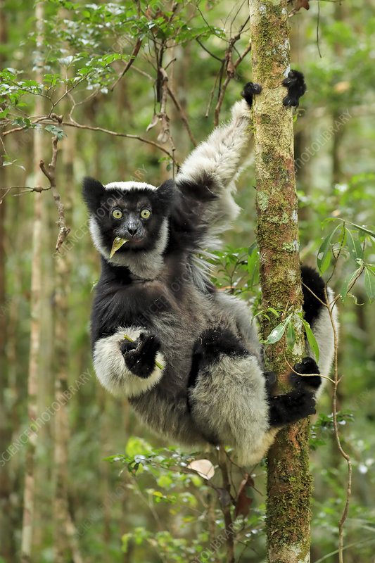 Indri Lemur in Andasibe-Mantadia National Park