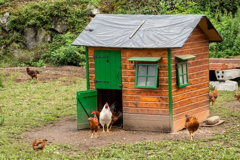 Chicken Coop roof idea