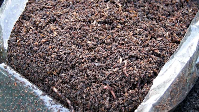 The Cozy Compost Cure: How Simple Kitchen Scraps...