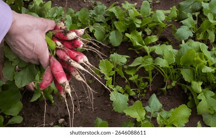 A close-up of hands holding a bunch of fresh, vibrant autumn leaves