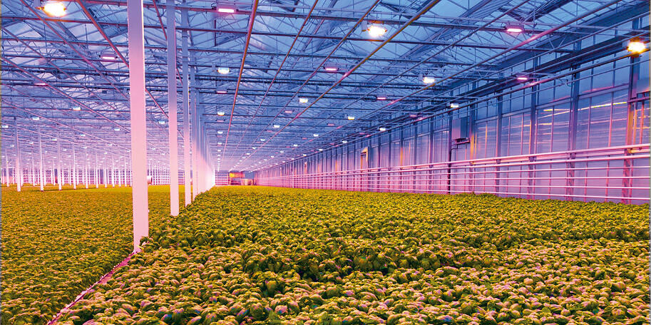 Close-up shot of a hand gently harvesting fresh basil leaves from an indoor basil plant under a full-spectrum LED grow light. Focus on the vibrant green color of the basil leaves and the texture of the soil. The light should create a warm, inviting glow.
