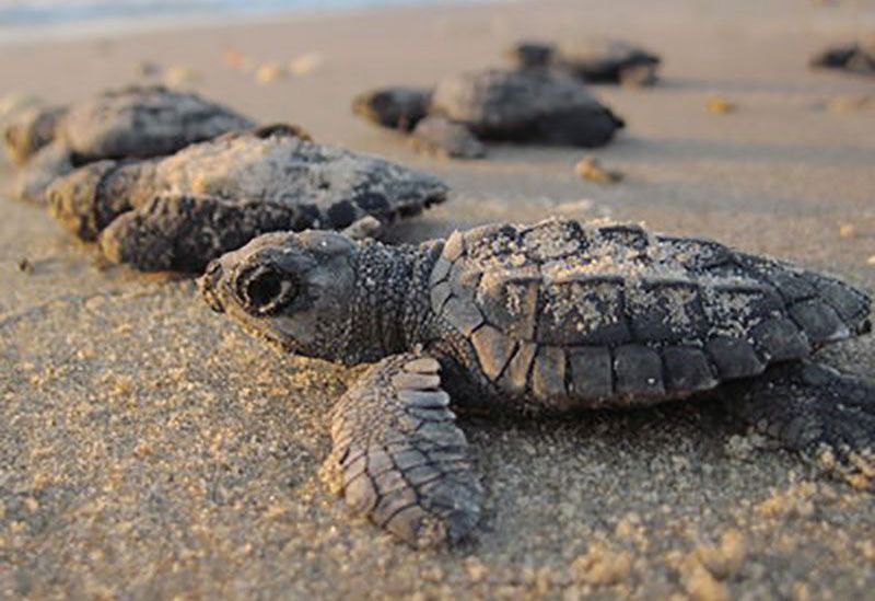 Camping tent pitched on sandy beach