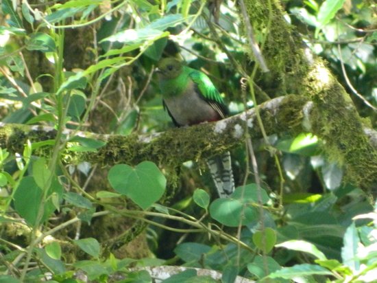 # Chasing the Quetzal: My Unforgettable Stay at Mo...